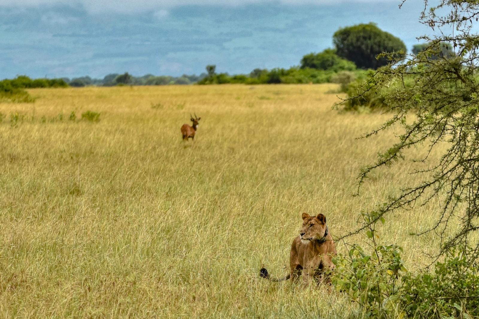 Predator Tracking
